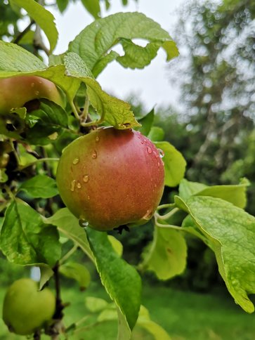 Apfel am Zweig