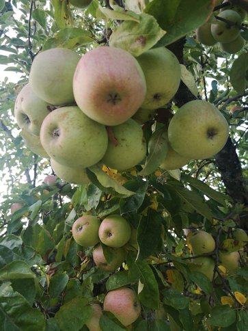 Äpfel am Ast