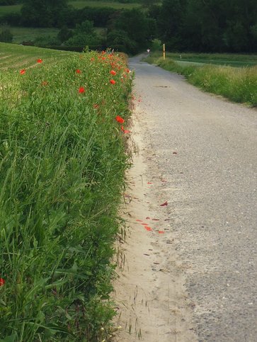 Klatschmohn am Feldrain - Bildnutzung durch freundliche Genehmigung der AGGL Otzberg