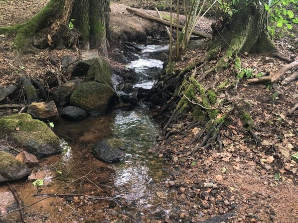 Waldbach an der Tränke