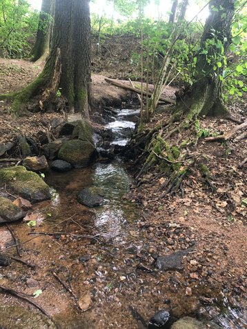 Waldbach an der Tränke