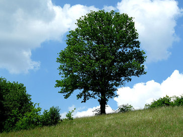 Symbolbild Sterbefälle (Baum auf grüner Wiese)