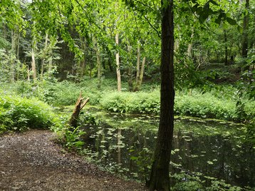 Amphibienteich an der Tränke