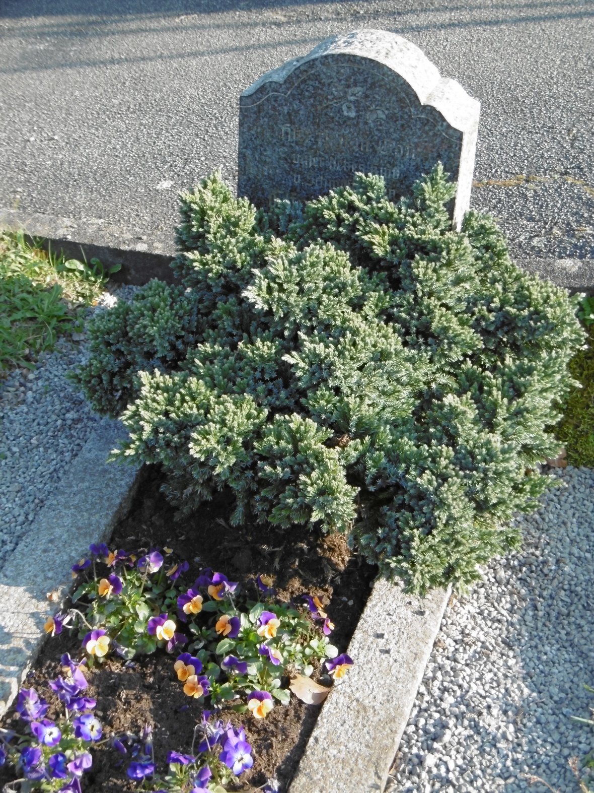 Grab des Kindes Elfriede Rettig auf dem Friedhof in Mitlechtern (Foto: Paul Kötter)