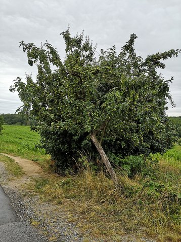 Apfelbaum am Obstlehrpfad