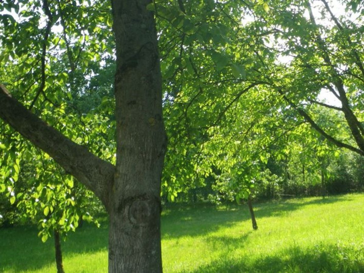 Streuobstwiese am Naturparkplatz Lauten-Weschnitz