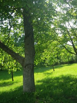 Streuobstwiese am Naturparkplatz Lauten-Weschnitz